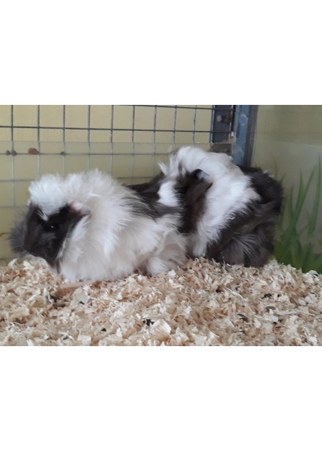 Морско Свинче Шелти 