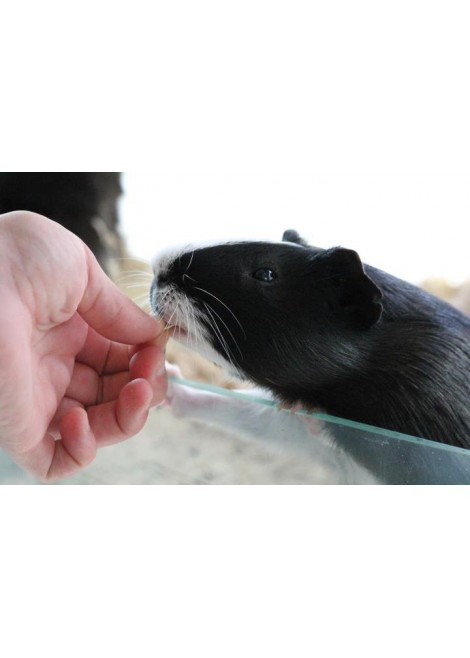 Морски свинчета гладкокосмести