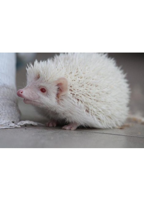 Алжирски таралежчета