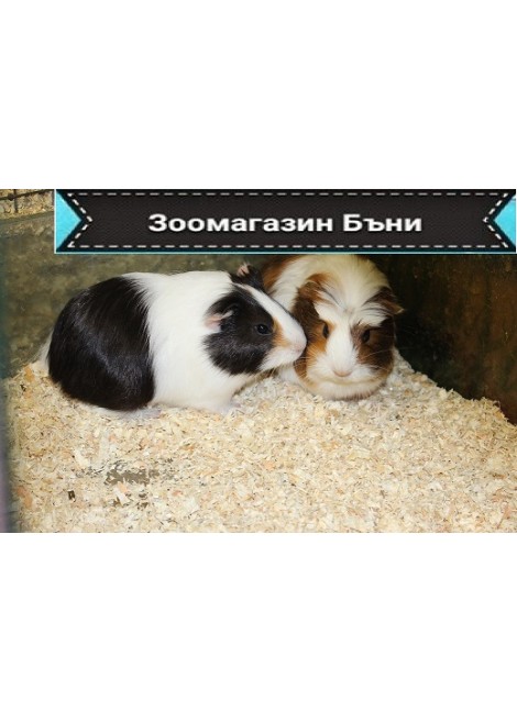 Морски свинчета гладкокосмести