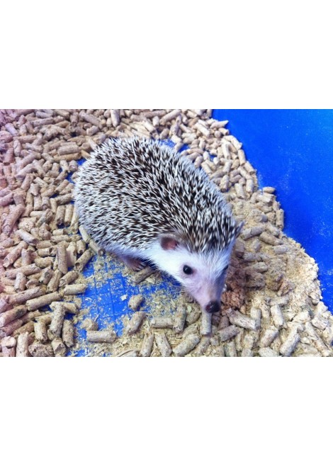 Алжирски таралежчета