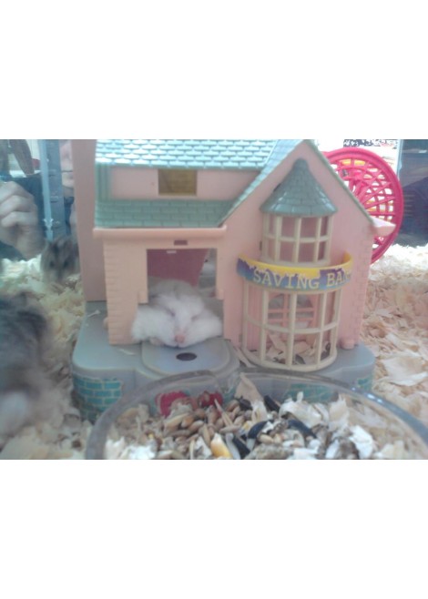 Мини хамстерчета 