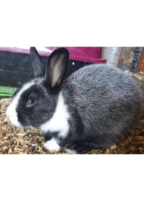 Късокосмести мини зайчета