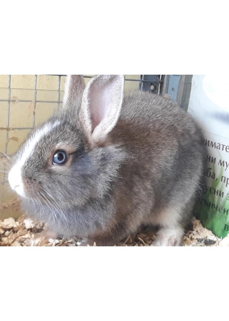 Късокосмести мини зайчета